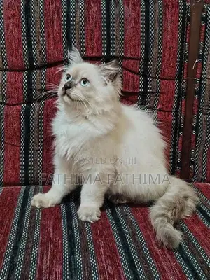 PERSIAN KITTENS (HIMALAYAN)