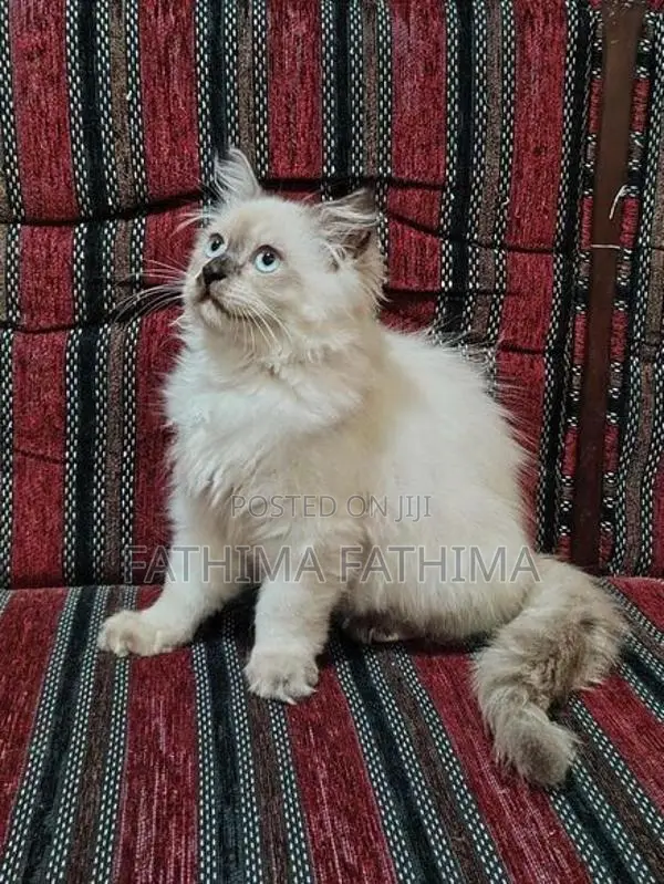 PERSIAN KITTENS (HIMALAYAN)