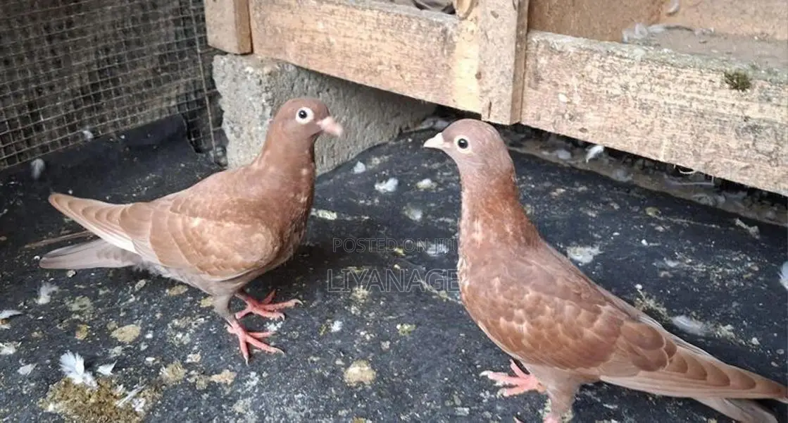 Chocolate Pigeons