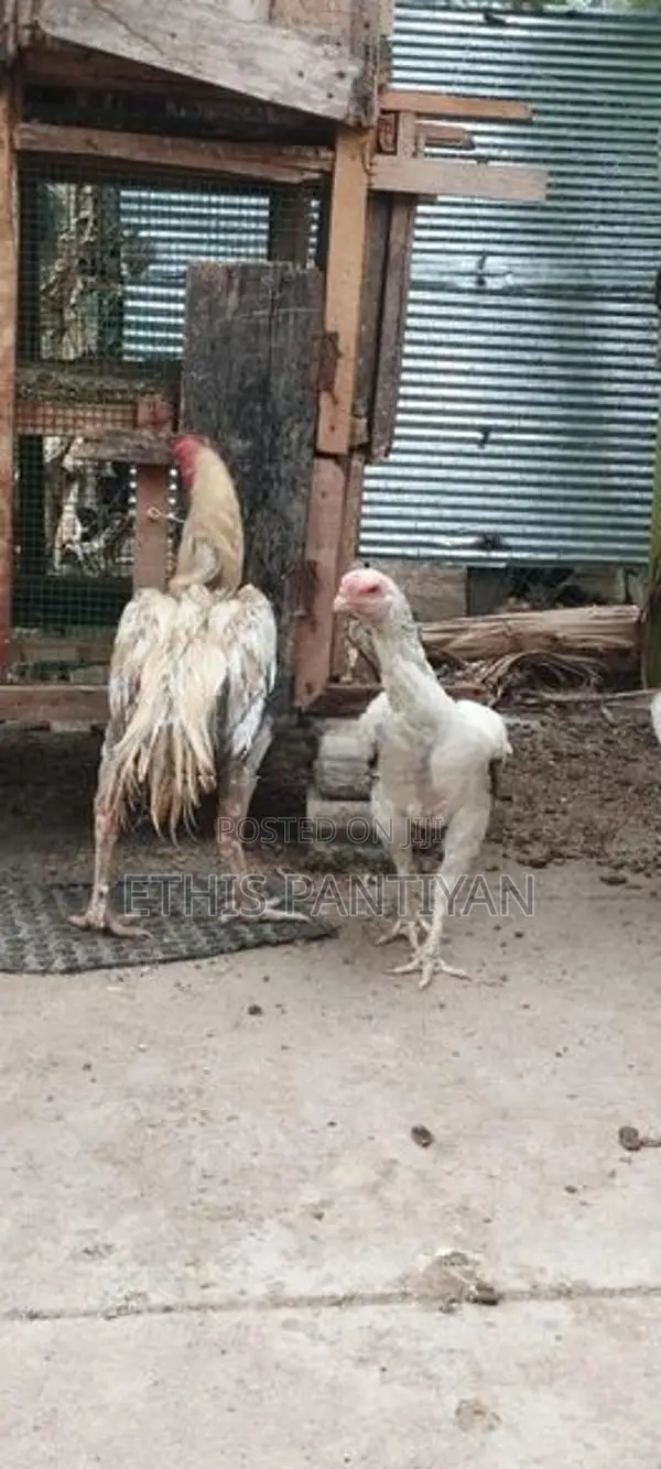 கிளி மூக்கு விசிறிவால் சேவல் மற்றும் பேடுகள்
