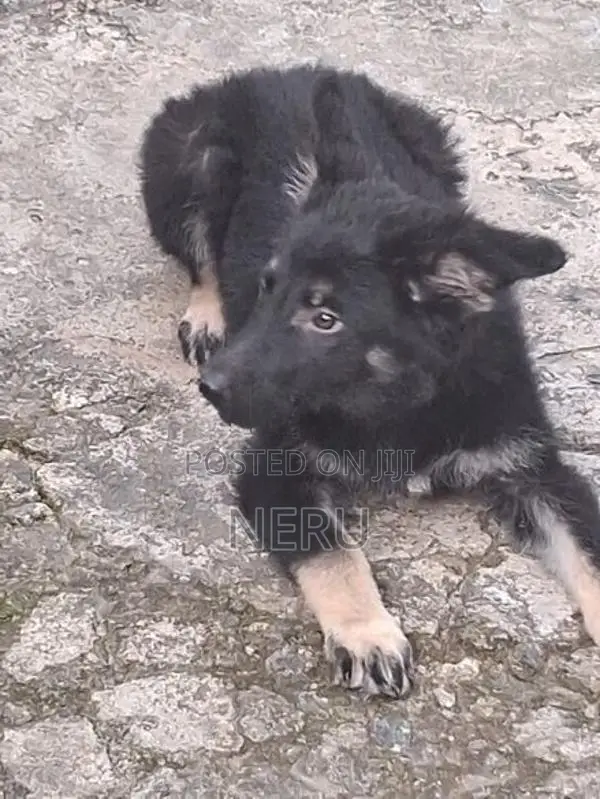 German Shepherd