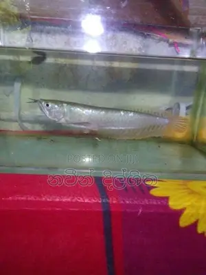 සිල්වර් ඇරවානා