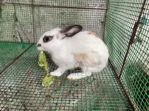Rabbits