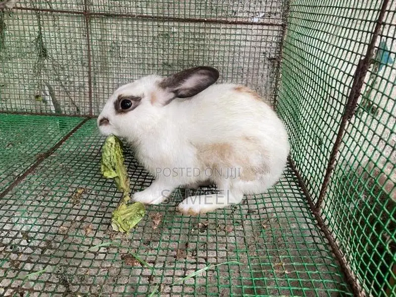 Rabbits