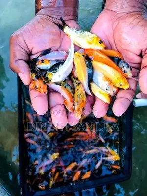 Carp Fish