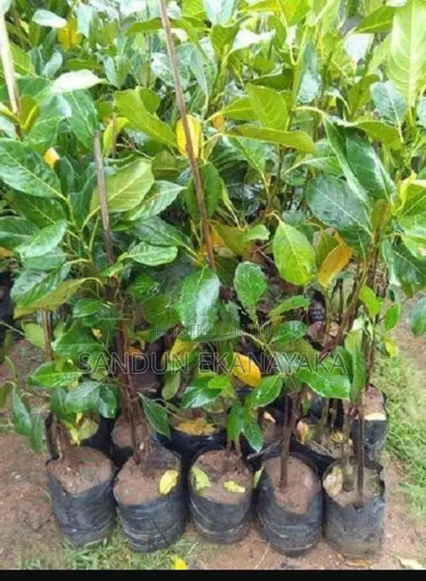 කොස් පැල (Jackfruit Plants)
