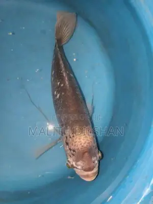 Giant Gourami Fish