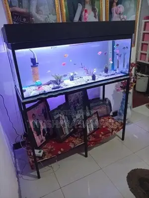 Fish Tank