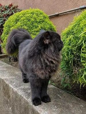 Persian Cat