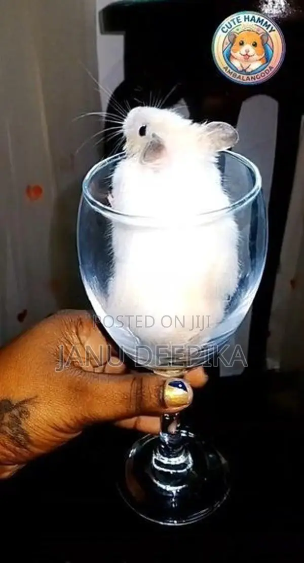 Hamster