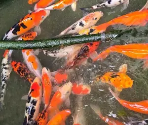 Karf Fish