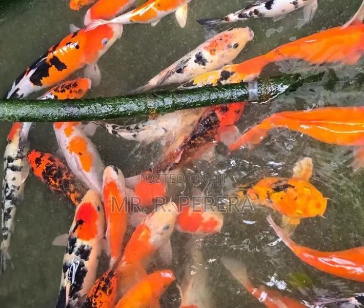 Karf Fish