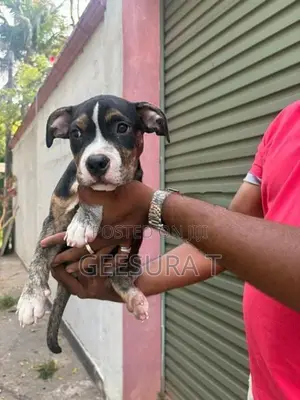 American Bully XL Puppies