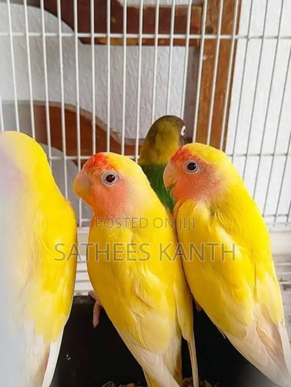 African Love Birds