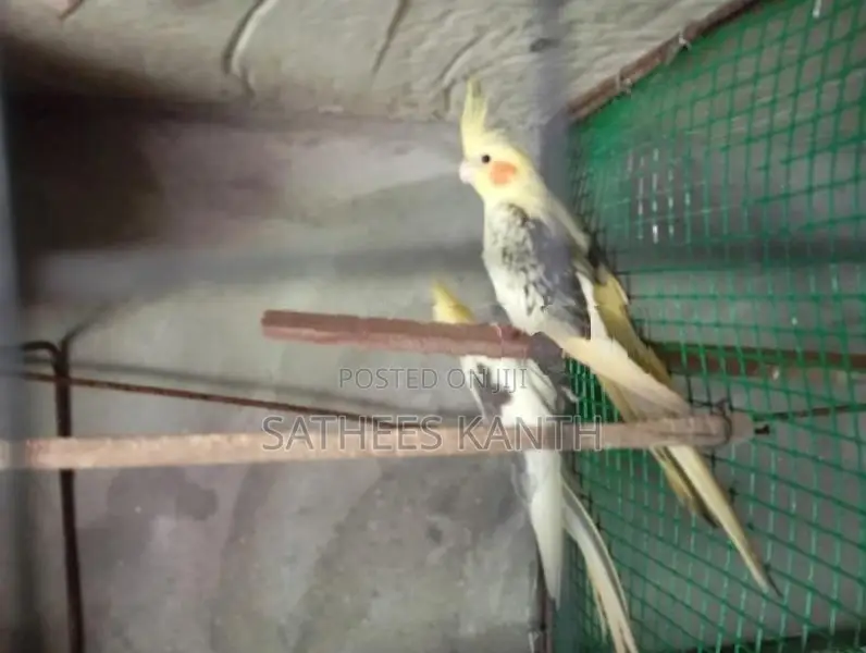 Cockatiel Birds