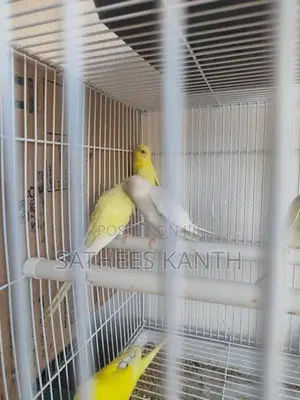 Love Birds