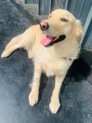 Golden Retriever Puppy