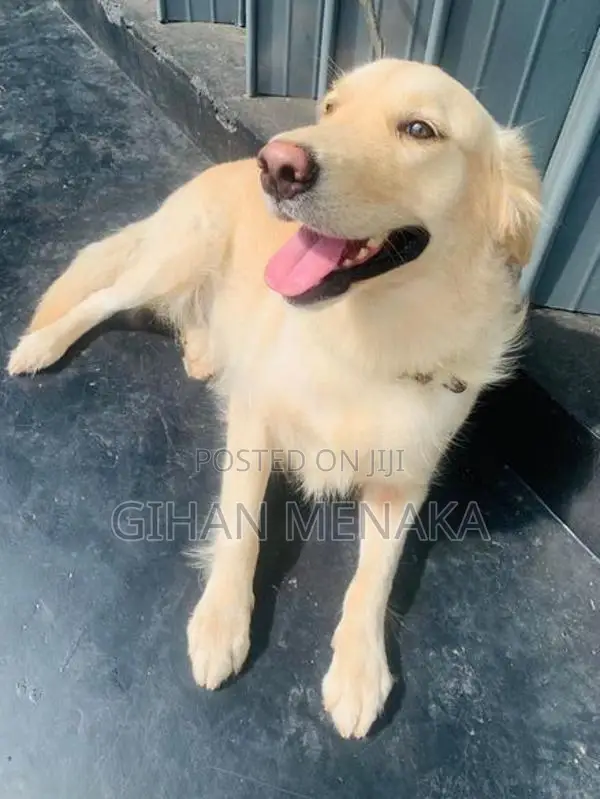 Golden Retriever Puppy