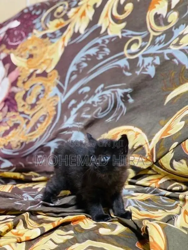 Persian Cat