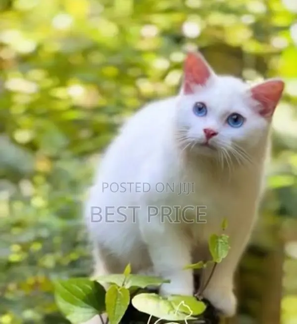 Siberian Persian Kitten