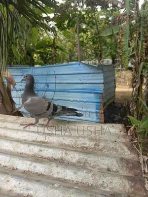 Pigeon