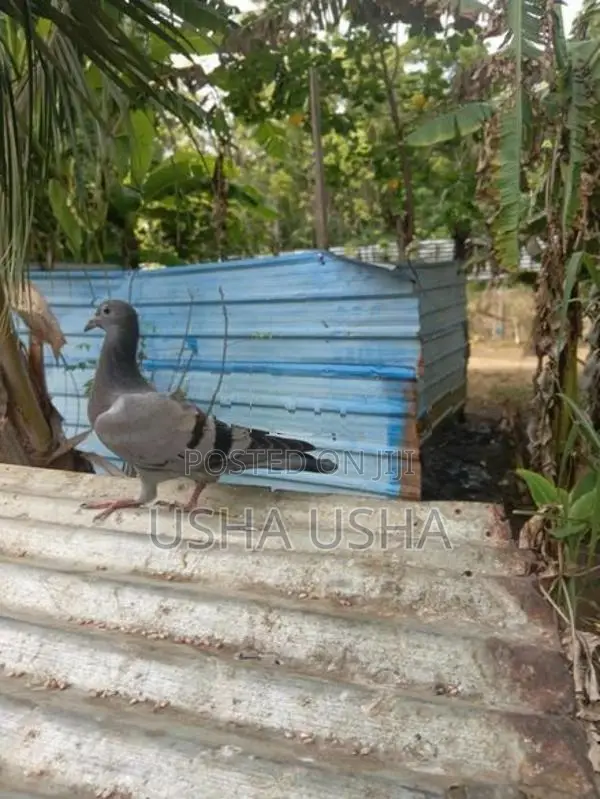 Pigeon