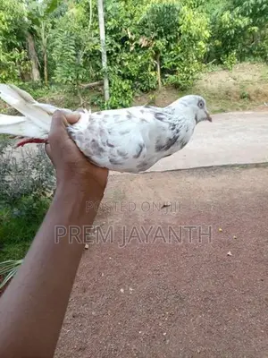 Paravi