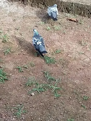 Paravi