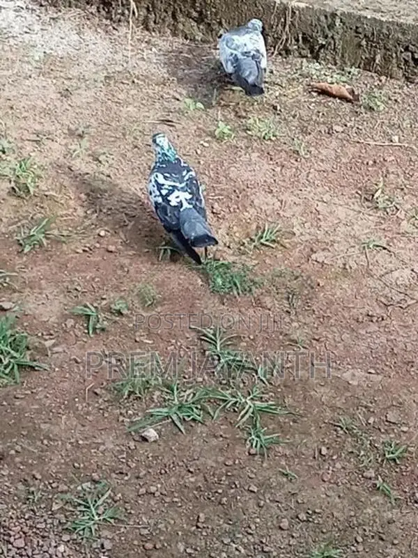 Paravi