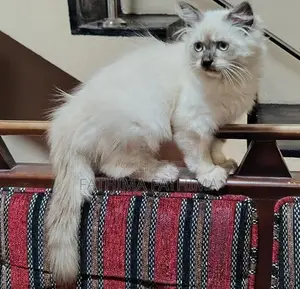 PERSIAN KITTENS (HIMALAYAN)