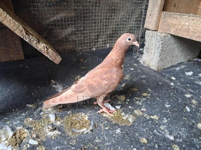 Chocolate Pigeons