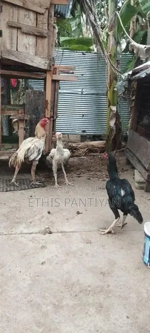 கிளி மூக்கு விசிறிவால் சேவல் மற்றும் பேடுகள்