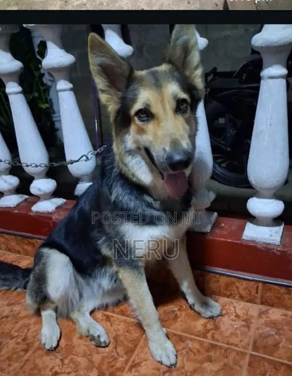 German Shepherd