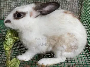 Rabbits