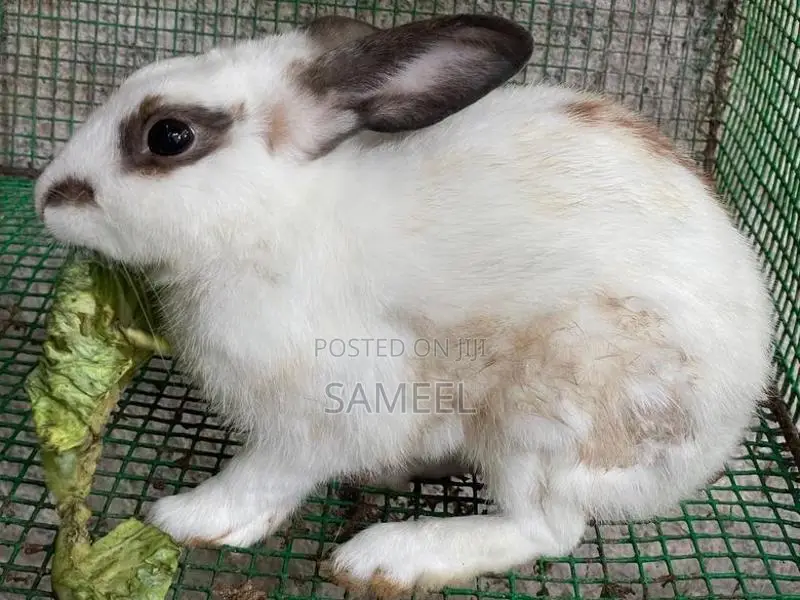 Rabbits