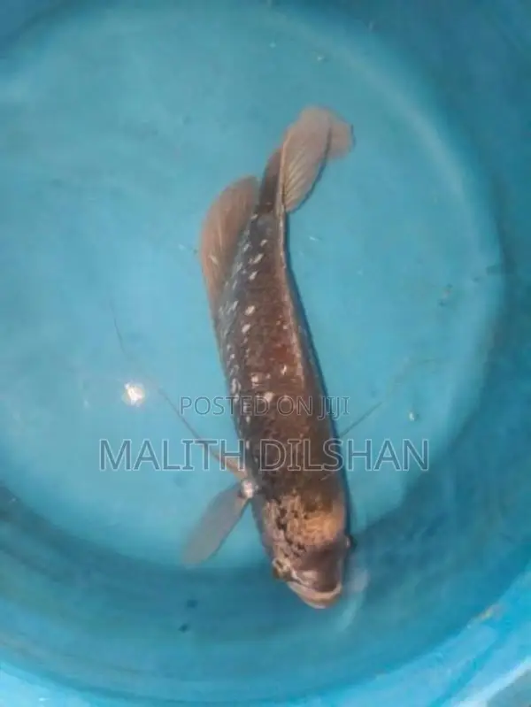 Giant Gourami Fish