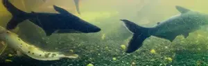 catfish