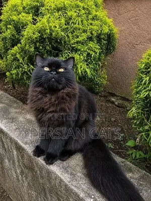 Persian Cat