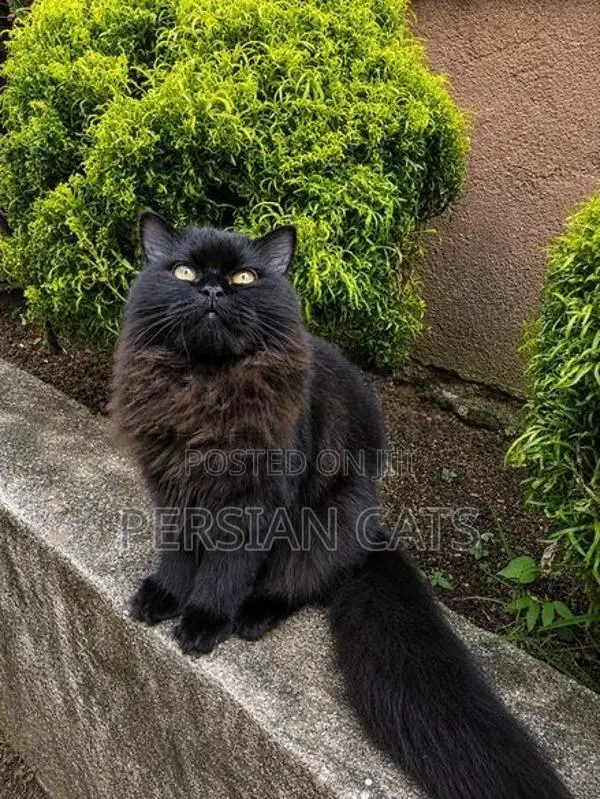 Persian Cat