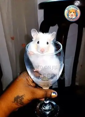 Hamster