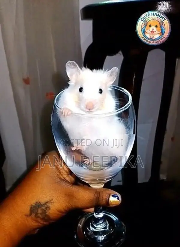 Hamster