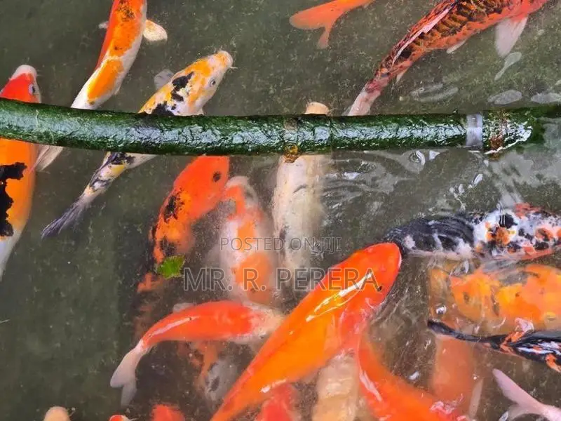 Karf Fish