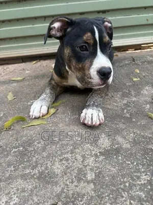 American Bully XL Puppies