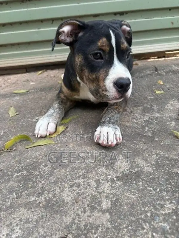American Bully XL Puppies