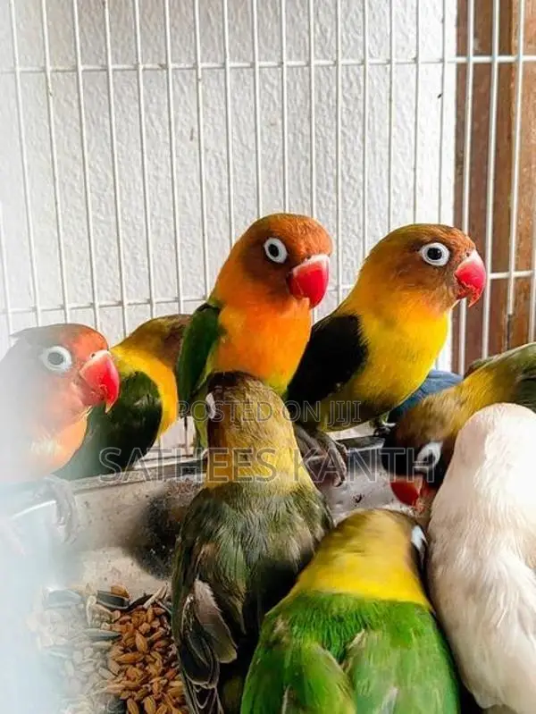 African Love Birds