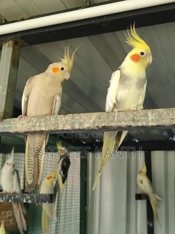 Cockatiel Birds