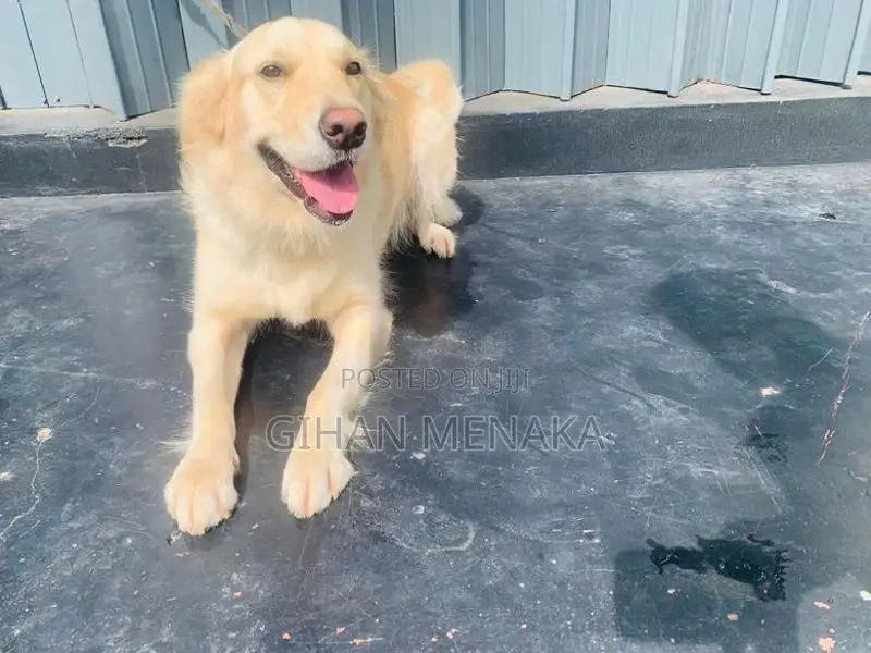 Golden Retriever Puppy