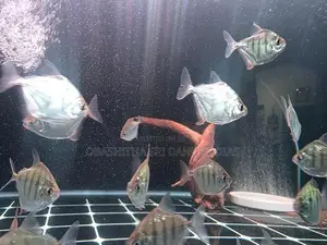 Tiger Dollar Fish