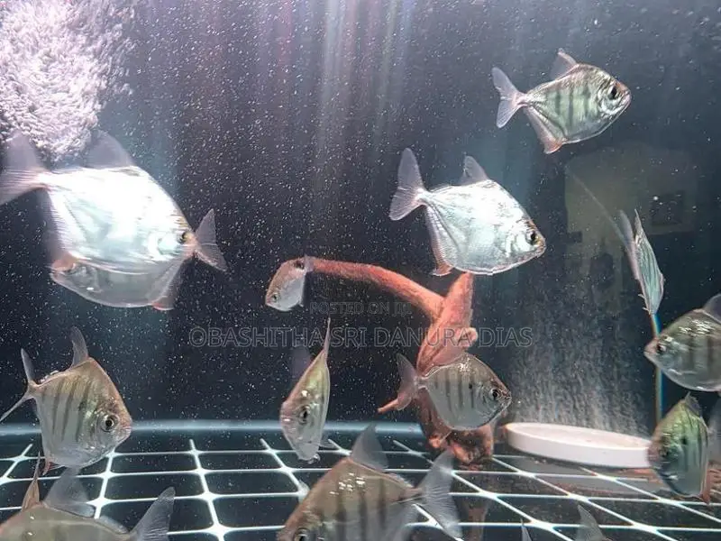Tiger Dollar Fish