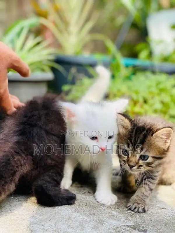 Persian Cat